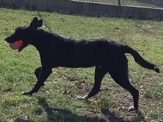 Meticcio cani GALILEO 2anni buono e simpatico a Città Metropolitana di Torino - Annuncio 29