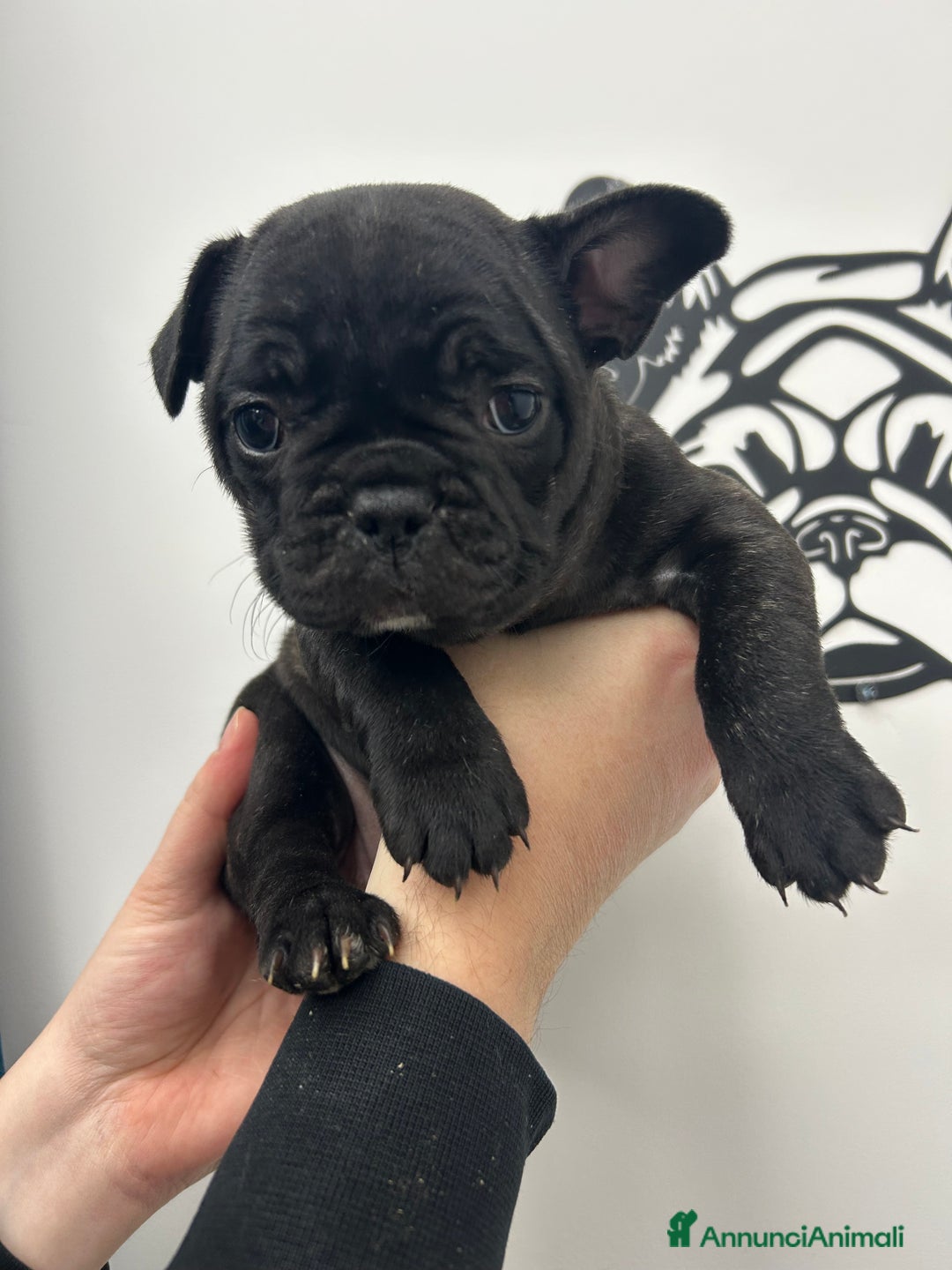 Bulldog Francese cani in vendita: Cuccioli di bulldog francese ❤️ - Annuncio 14