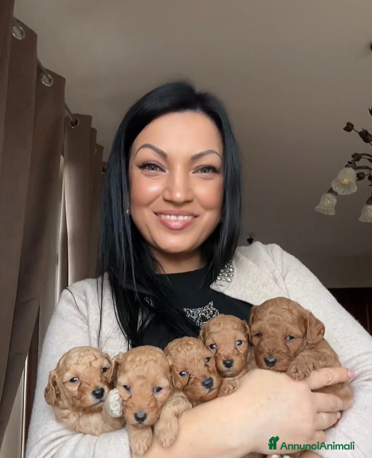 Barboncino cani Barboncino nano❤️🐻 - Annuncio 2