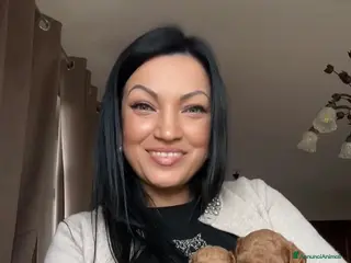 Barboncino cani Barboncino nano❤️🐻 - Annuncio 4