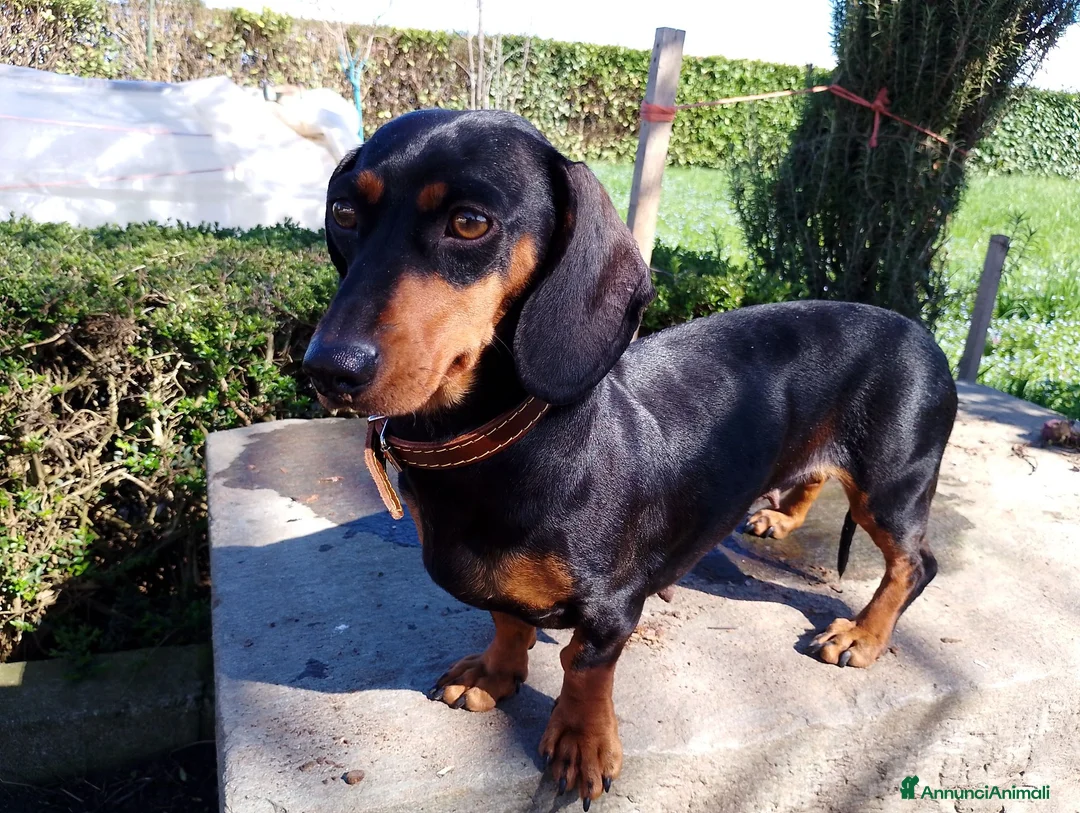 Meticcio cani in vendita: Bassotto rosso cervo - Annuncio 3