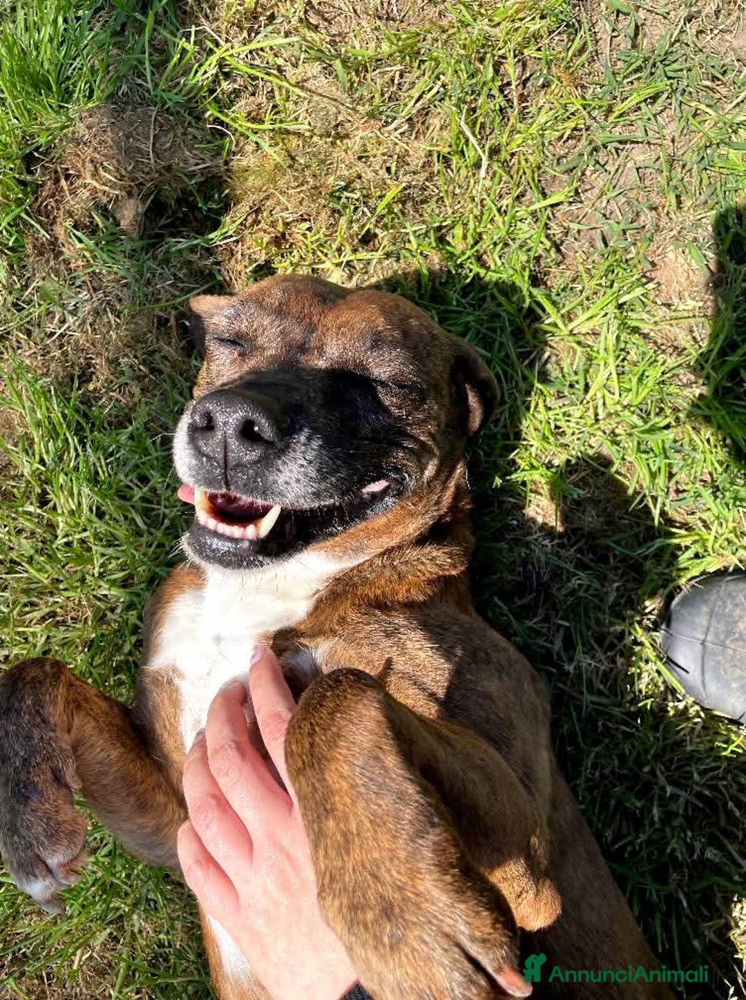 Meticcio cani in regalo: Piccola e dolcissima Tellina💖 - Annuncio 2