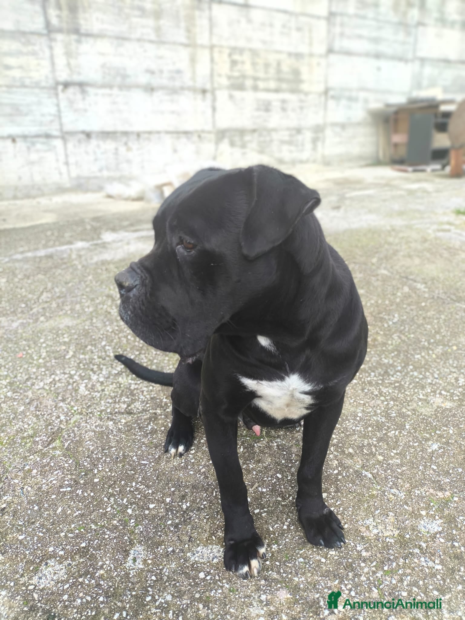 Meticcio cani in regalo: Molosso di anni 8, maschio a Città metropolitana di Roma Capitale - Annuncio 2