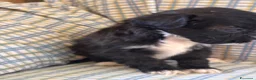 Shihpoo cani in vendita: Cuccioli di cane Shihpoo - Annuncio 2