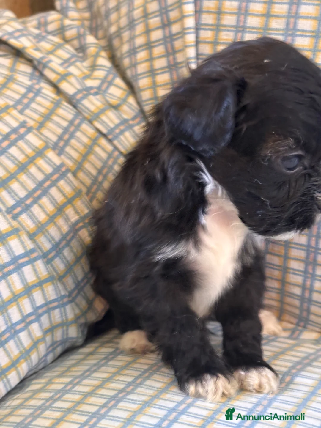 Shihpoo cani in vendita: Cuccioli di cane Shihpoo - Annuncio 2