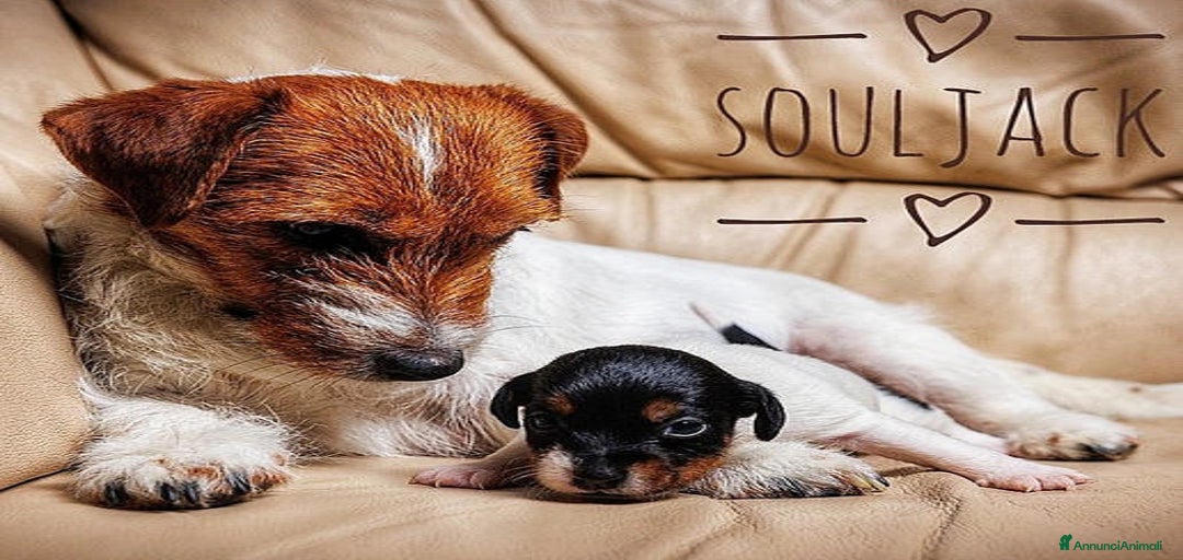 Immagine della galleria {{count}}