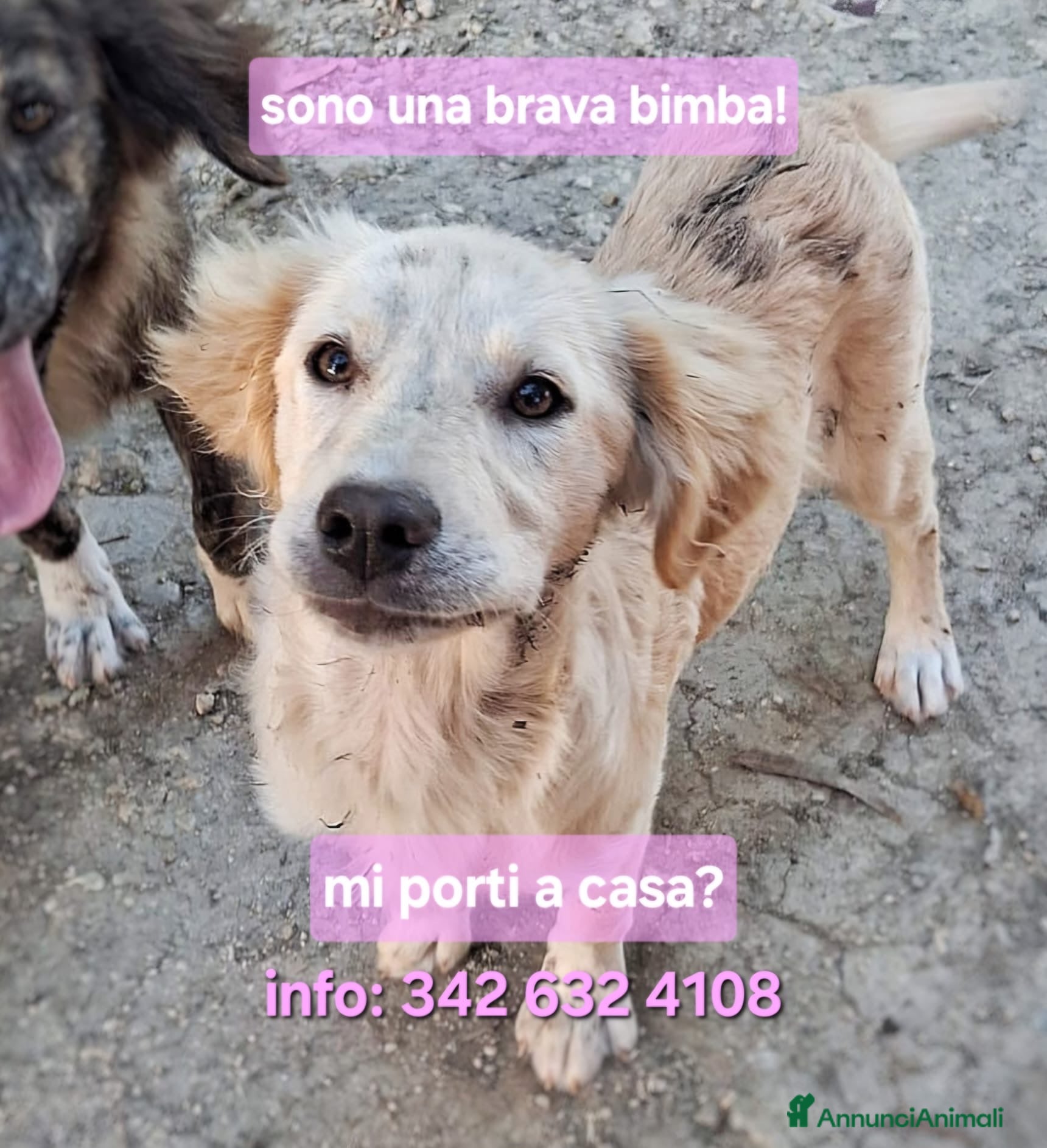 Meticcio cani PANCETTA 🩷 prima osserva. Poi si avvicina. - Annuncio 2