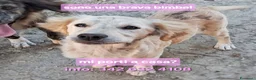 Meticcio cani in regalo: PANCETTA 🩷 prima osserva. Poi si avvicina. a Provincia di Vicenza - Annuncio 1