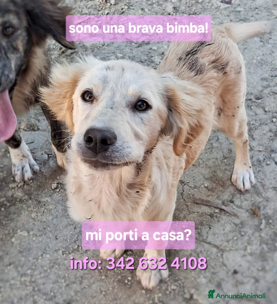 Meticcio cani in regalo: PANCETTA 🩷 prima osserva. Poi si avvicina. a Provincia di Vicenza - Annuncio 1