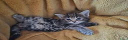 Maine Coon gatti in vendita: Bellissimi cuccioli di Maine Coon - Annuncio 10
