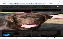 Labrador cani in vendita: Cuccioli Labrador Chocolate con pedigree enci a Metropolitan City of Rome Capital - Immagine 9