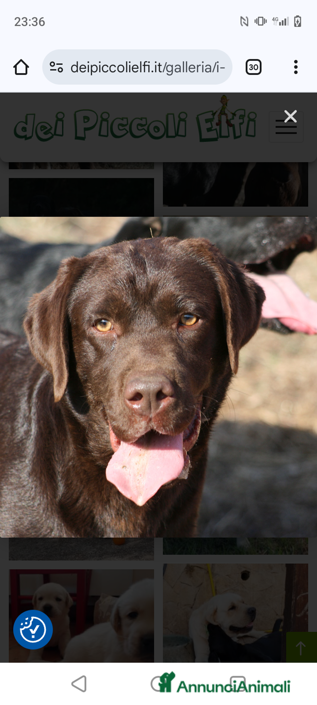 Labrador cani in vendita: Cuccioli Labrador Chocolate con pedigree enci a Metropolitan City of Rome Capital - Immagine 9