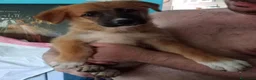 Meticcio cani in regalo: CUCCIOLI - Annuncio 3