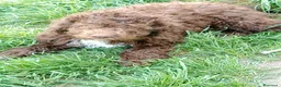 Lagotto cani in vendita: Cuccioli di Lagotto Romagnolo - Annuncio 5