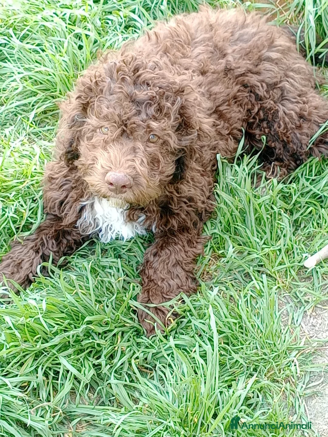 Lagotto cani in vendita: Cuccioli di Lagotto Romagnolo - Annuncio 5