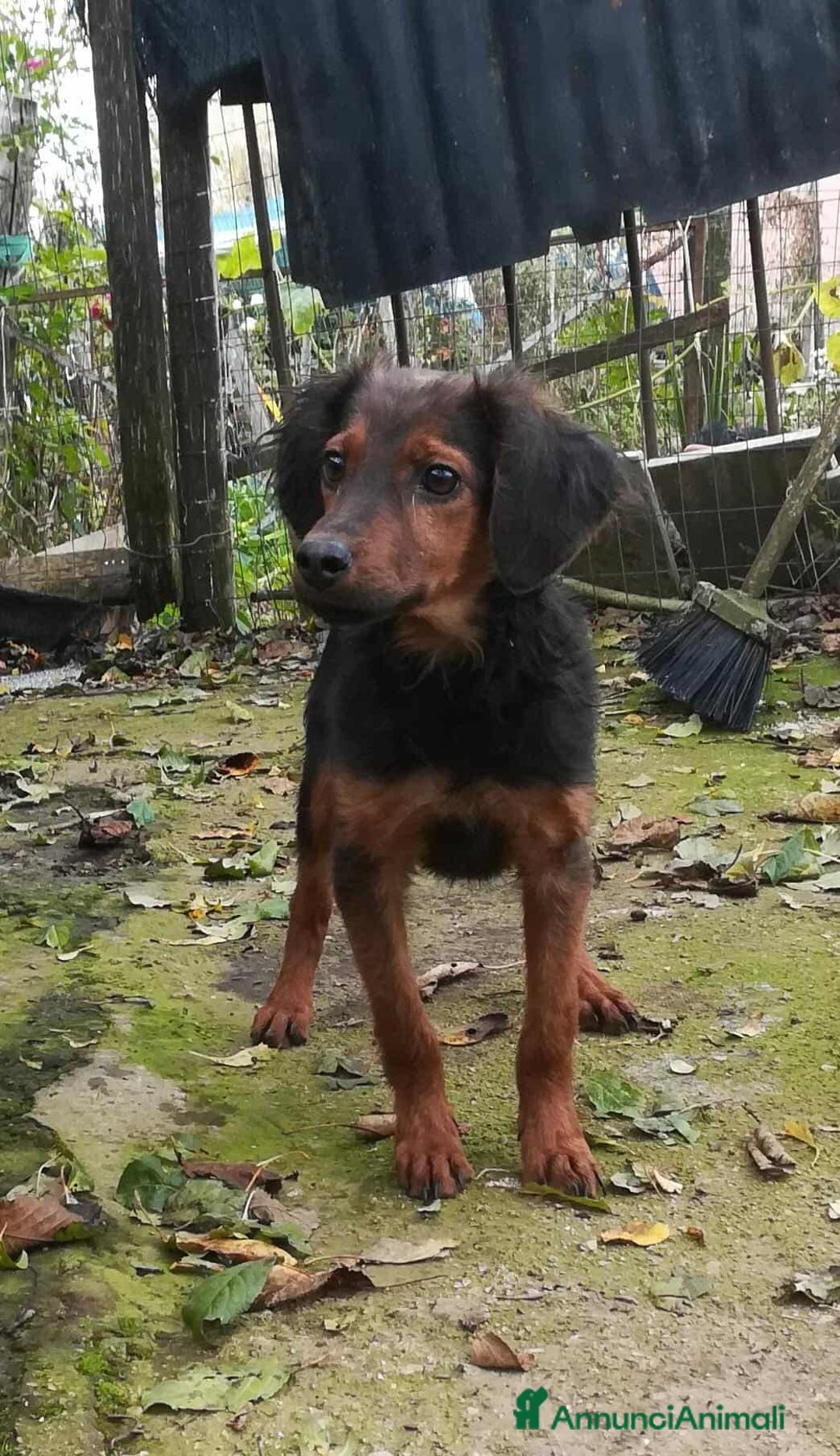 Meticcio cani in regalo: ALBANO, timido cucciolino TAGLIA PICCOLA! - Annuncio 4