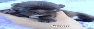 Chihuahua 1