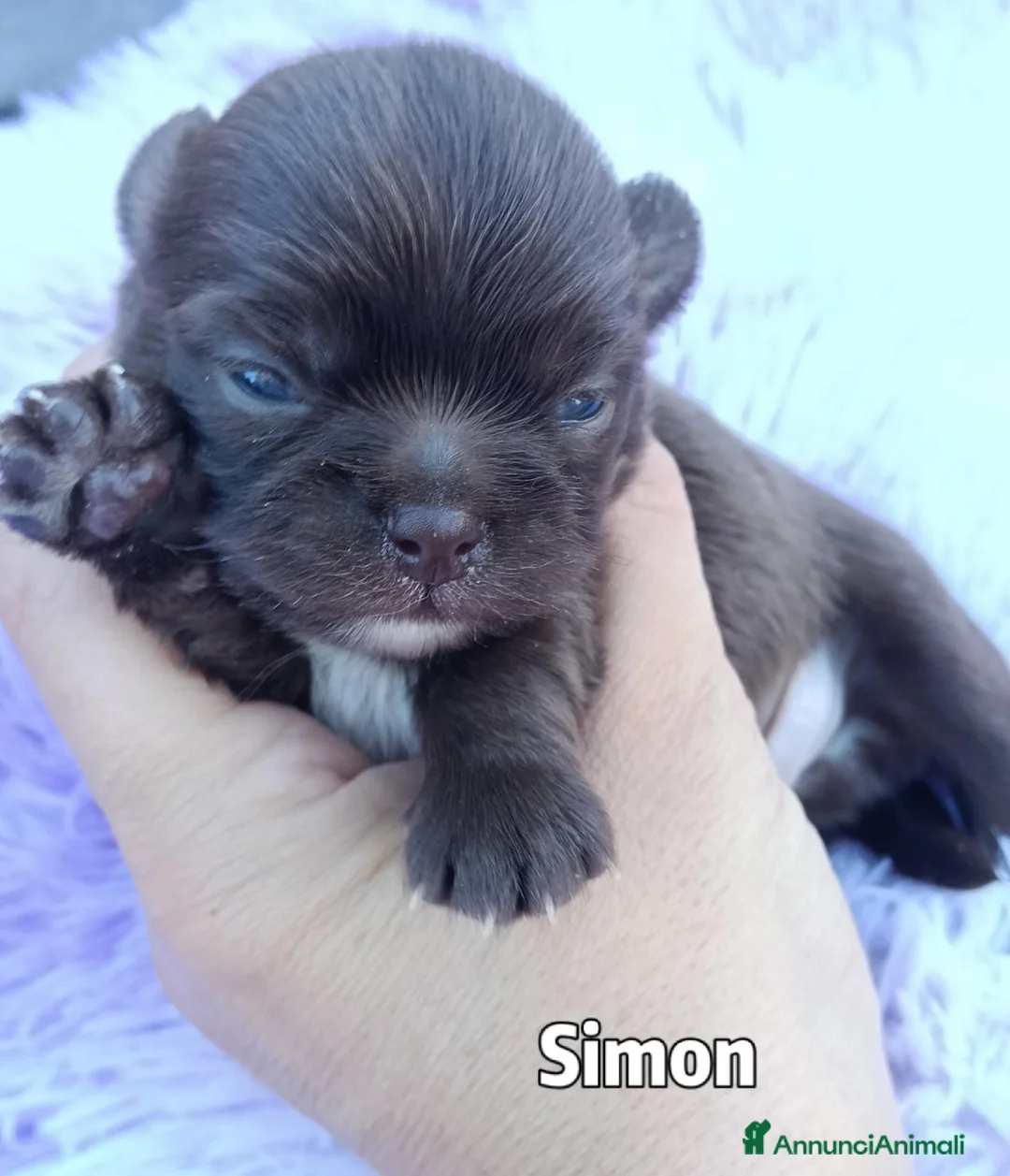 Chihuahua cani in vendita: Cuccioli di chihuahua con pedigree  - Annuncio 2