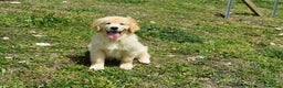 Golden Retriever cani in vendita:  Golden Retriever cuccioli disponibili - Annuncio 5