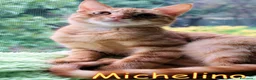 Europeo gatti in regalo: MICHELINO DOLCISSIMO GATTINO TABBY🆘 - Annuncio 3