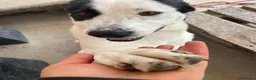 Meticcio cani in regalo: Tequila: taglia grande, cerca adozione o stallo  - Annuncio 3
