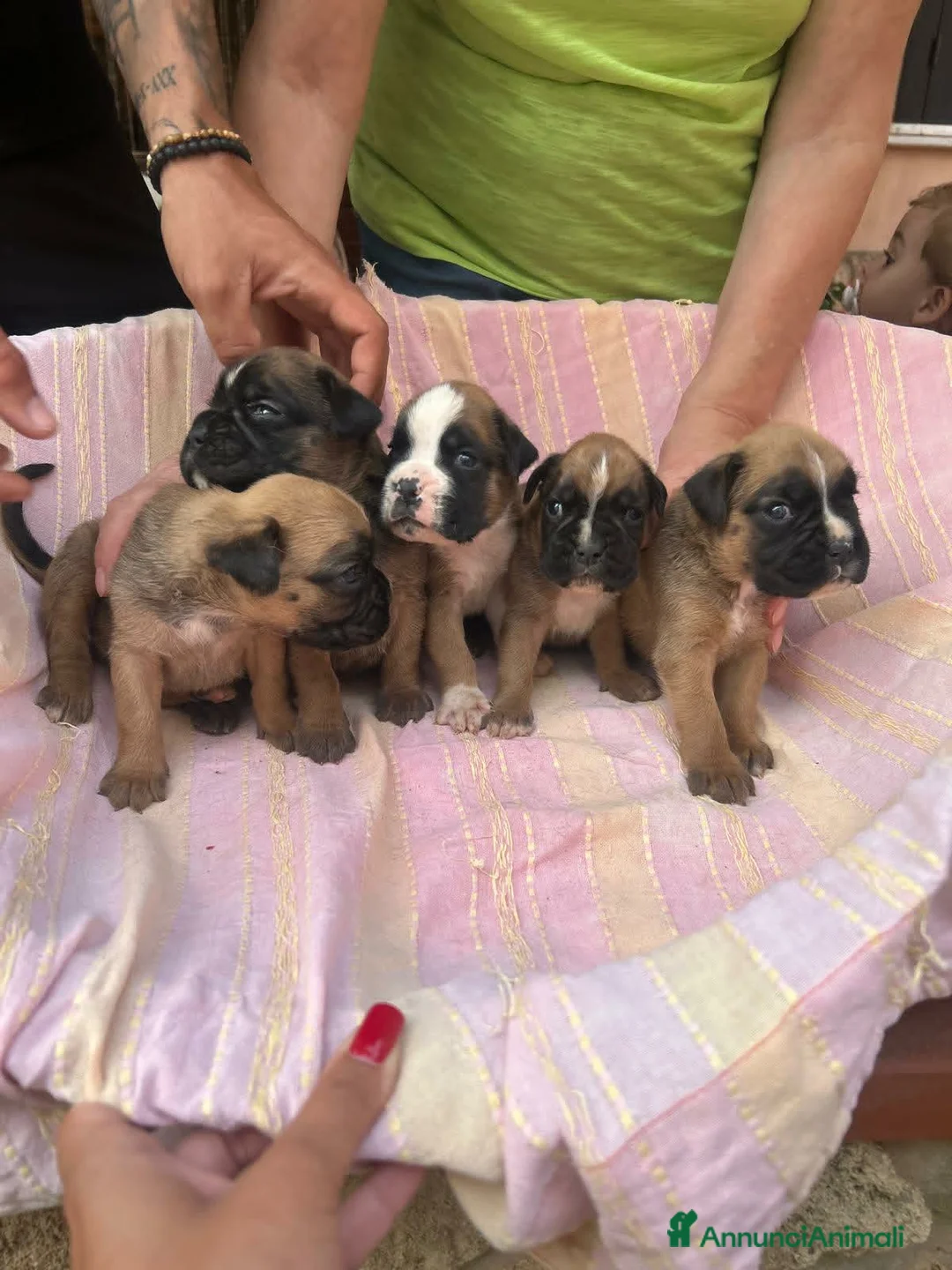 Boxer cani in vendita: Cuccioli boxer a Libero consorzio comunale di Siracusa - Annuncio 2