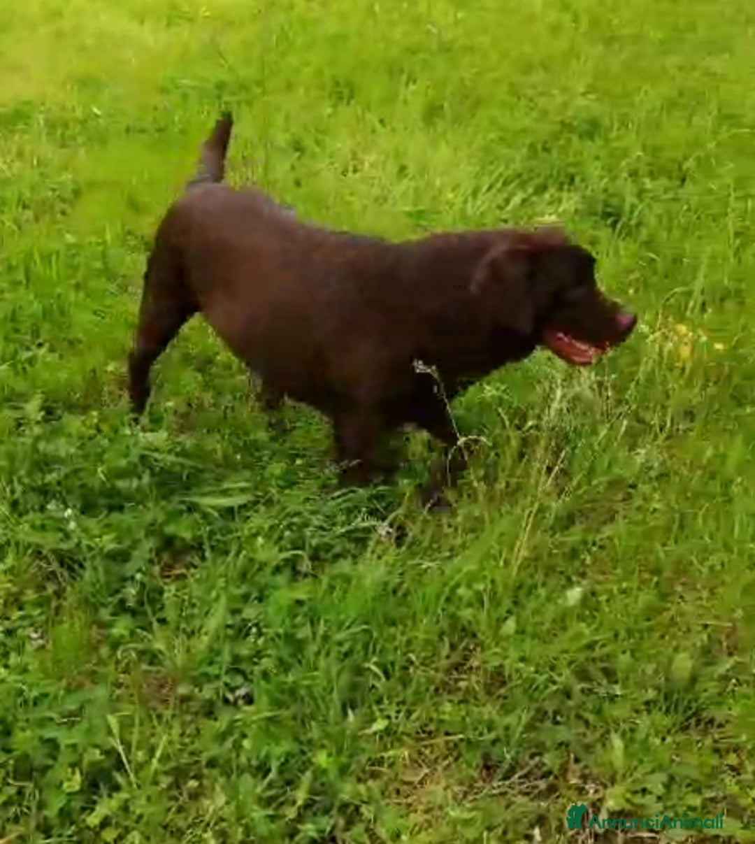 Labrador cani in vendita: Labrador retriever cuccioli  - Annuncio 3
