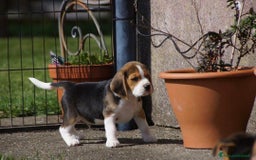 Beagle cani in vendita: Cuccioli di Beagle robusti e magnifici, KC Reg a Città metropolitana di Milano - Immagine 3