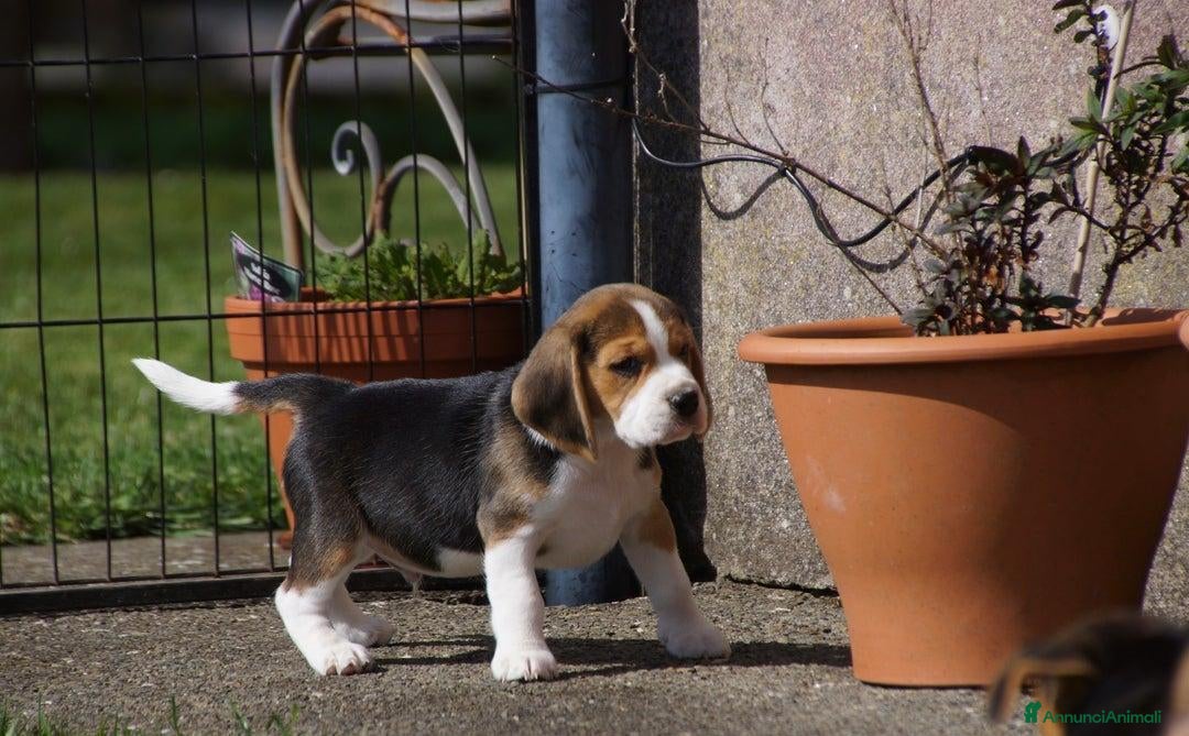 Beagle cani in vendita: Cuccioli di Beagle robusti e magnifici, KC Reg a Città metropolitana di Milano - Immagine 3