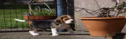 Beagle cani in vendita: Cuccioli di Beagle robusti e magnifici, KC Reg a Città metropolitana di Milano - Annuncio 3