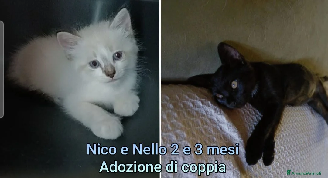 Altre razze gatti in regalo: GATTINI ABBANDONATI: EMERGENZA  a Città metropolitana di Milano - Annuncio 1