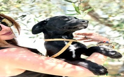 Meticcio cani in regalo: 8 cuccioli da salvare, 4 mesi: Gohan, Goku, ... a Provincia di Bergamo - Immagine 20