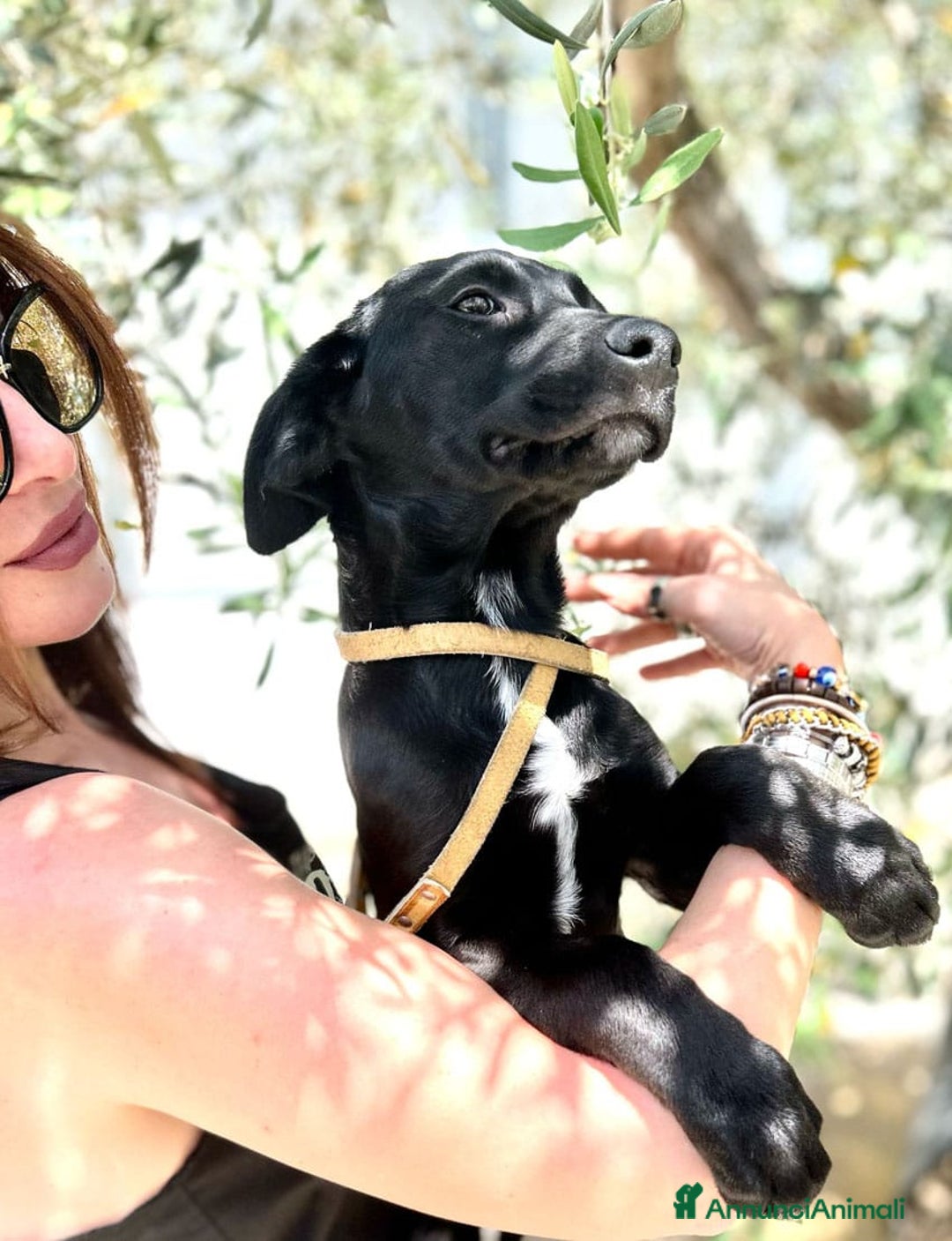 Meticcio cani in regalo: 8 cuccioli da salvare, 4 mesi: Gohan, Goku, ... a Provincia di Bergamo - Immagine 20