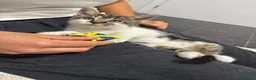 Europeo gatti in regalo: Cuccioli di 2 mesi in adozione a Provincia di Verona - Annuncio 3