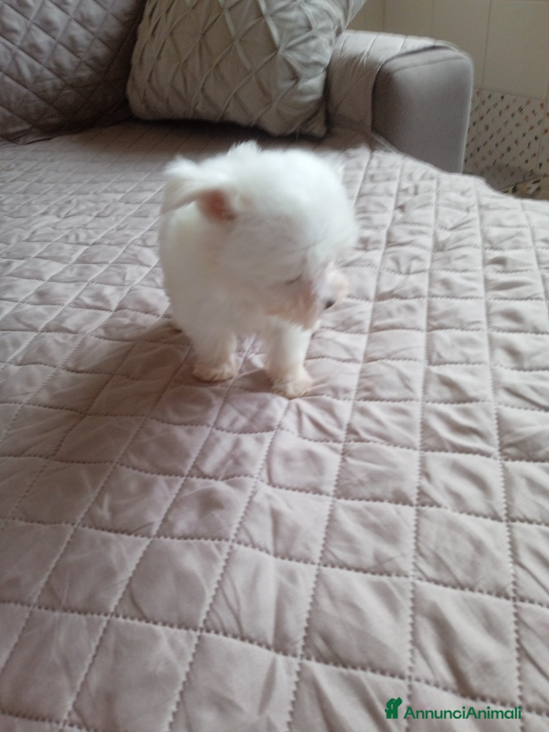 Maltese cani in vendita: Maltese muni - Annuncio 4