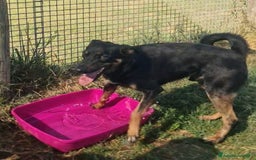 Meticcio cani in regalo: Up, simpaticissimo simil pincher  a Provincia di Latina - Immagine 3