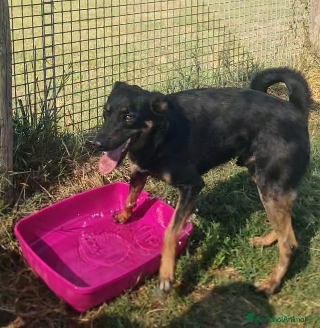 Meticcio cani in regalo: Up, simpaticissimo simil pincher  a Provincia di Latina - Immagine 3