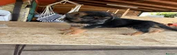 Pastore Tedesco cani in vendita: CUCCIOLI D PASTORE TEDESCO - Annuncio 5