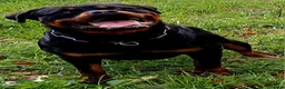 Rottweiler cani in vendita: Cuccioli Rottweiler  - Annuncio 27