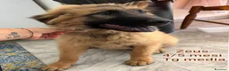 Meticcio cani in regalo: TANTI CUCCIOLI SOLI! a Provincia di Vicenza - Annuncio 5