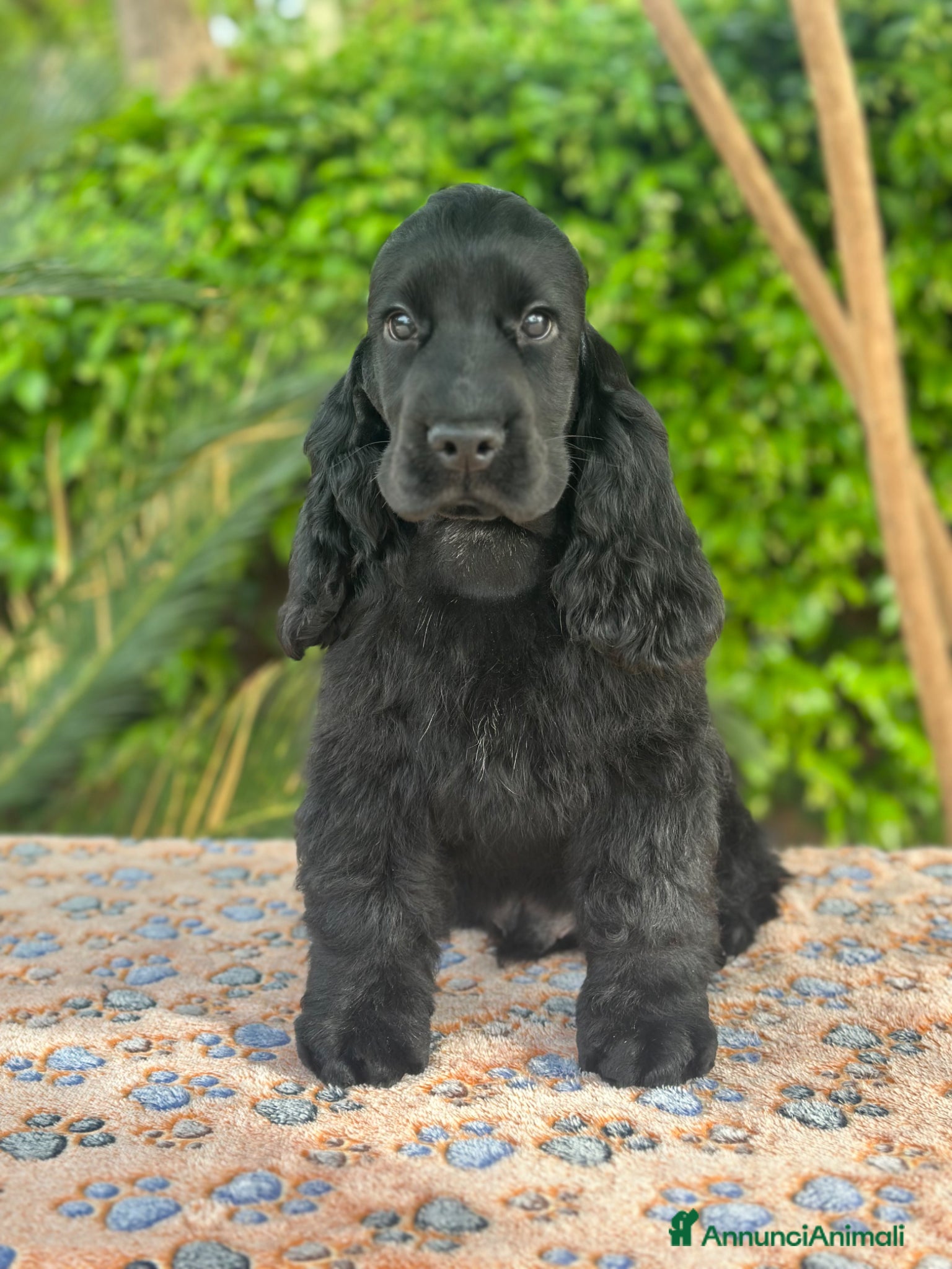 Cocker cani Cocker spaniel inglese  - Annuncio 2