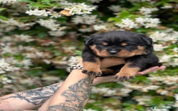 Rottweiler cani in vendita: Cuccioli maschi ROTTWEILER  a Metropolitan City of Turin - Immagine 17