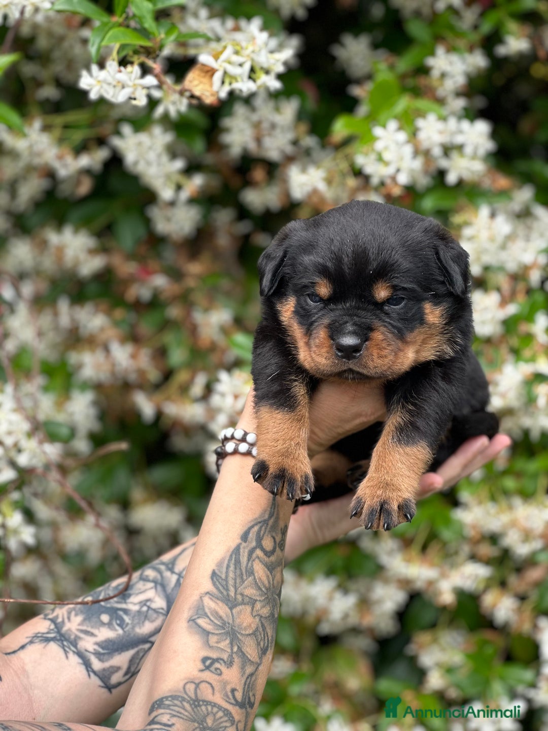 Rottweiler cani in vendita: Cuccioli maschi ROTTWEILER  a Metropolitan City of Turin - Immagine 17