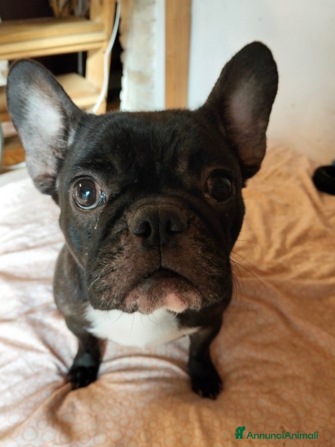 Bulldog Francese cani in vendita: BULLDOG FRANCESE  - Annuncio 9