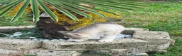 Husky cani in vendita: Husky di tre mesi - Annuncio 10