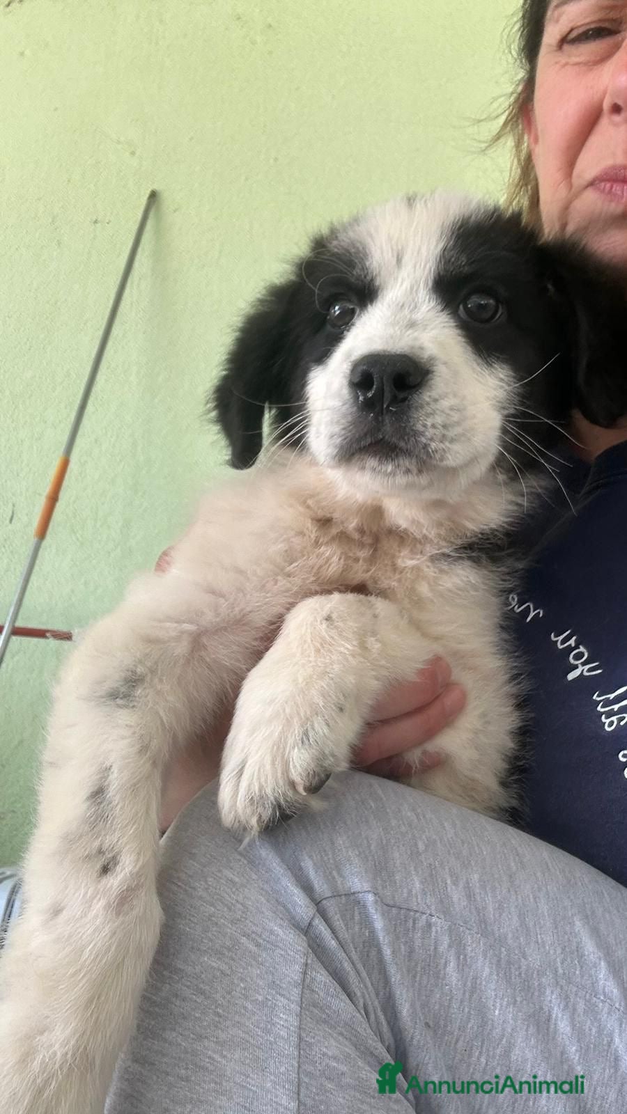 Meticcio cani Lele taglia media - Annuncio 13