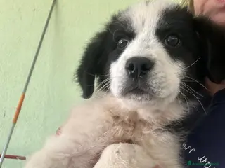 Meticcio cani Lele taglia media - Annuncio 10