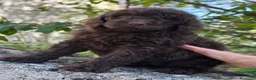 Barboncino cani in vendita: Cucciola di Barbone Reale color cioccolato 🤎 - Annuncio 2