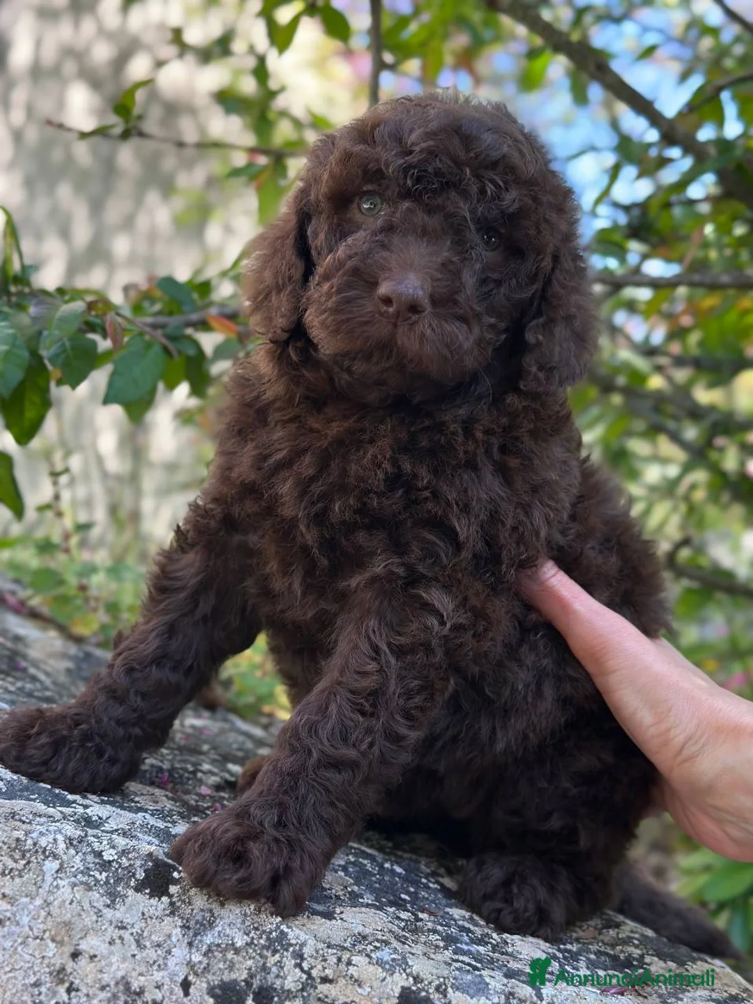 Barboncino cani in vendita: Cucciola di Barbone Reale color cioccolato 🤎 - Annuncio 2