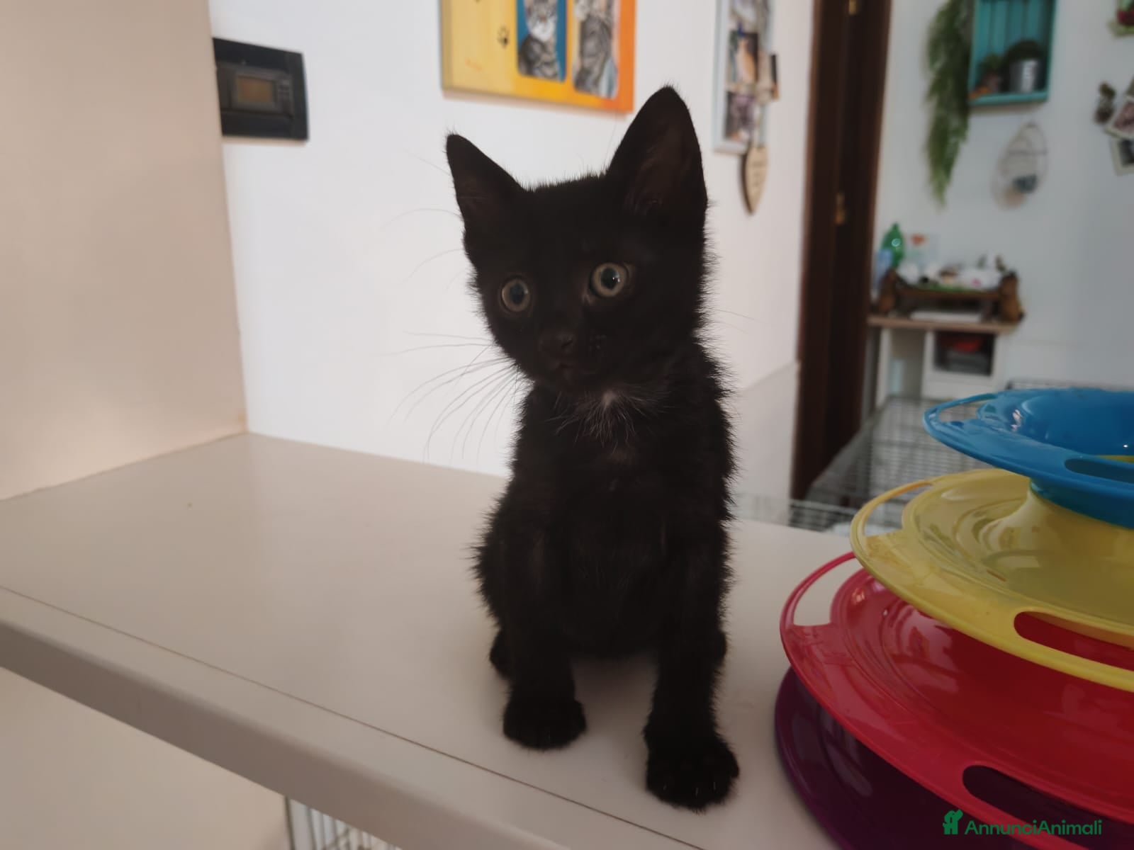 Meticcio gatti Tutto nero e simpatico, maschietto 2 mesi  - Annuncio 14